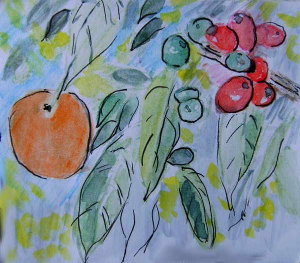 Orange and Coffee, Panama, in the mountains near Santa Clara, Chiriqui